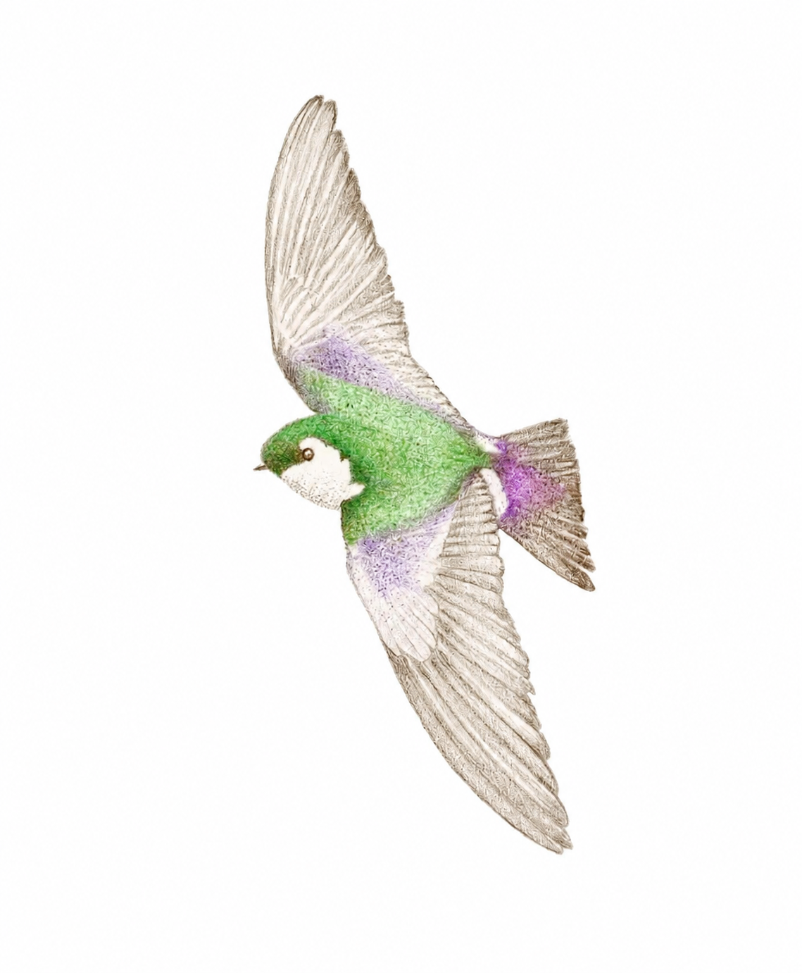 Violet green swallow