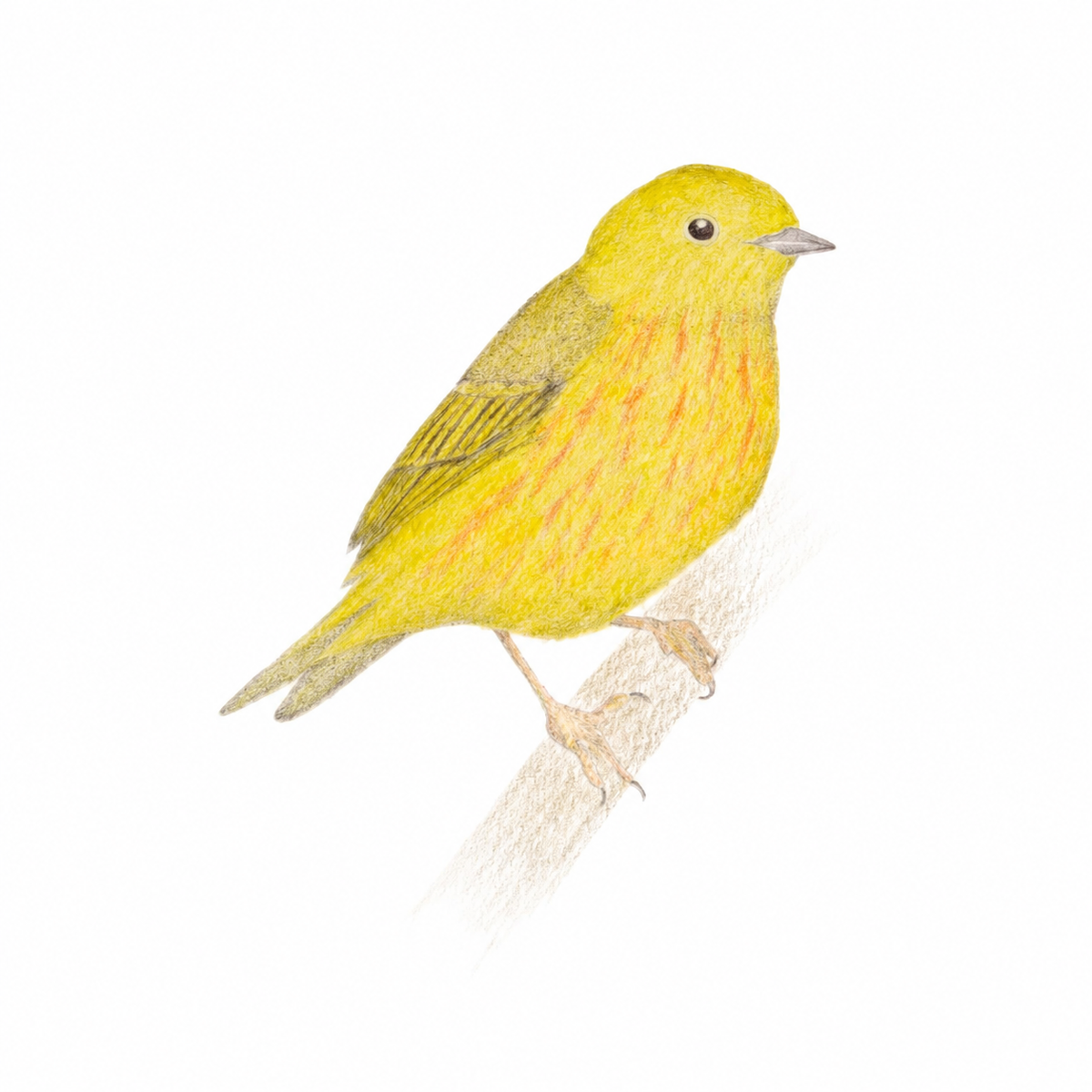 Yellow warbler