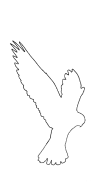 White Kite Studio