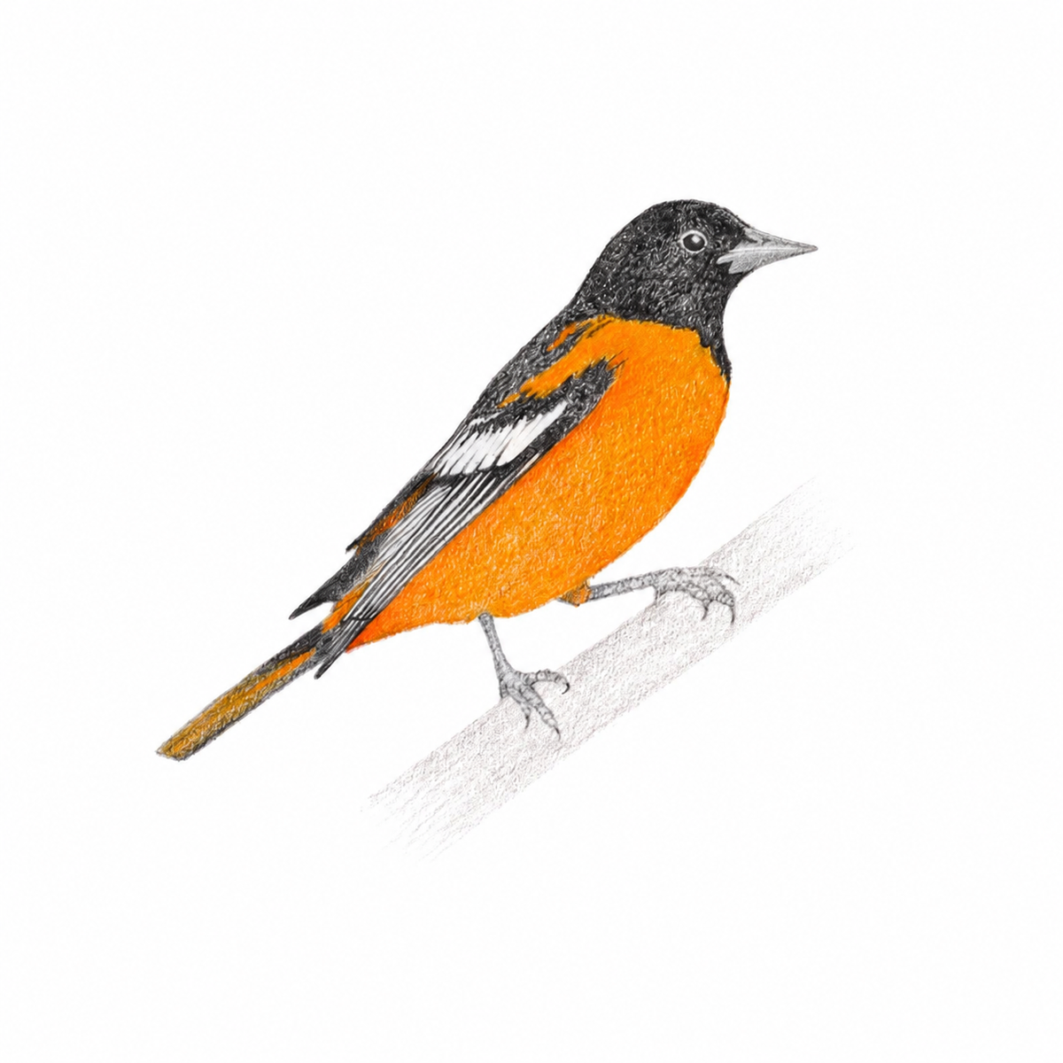 Baltimore oriole