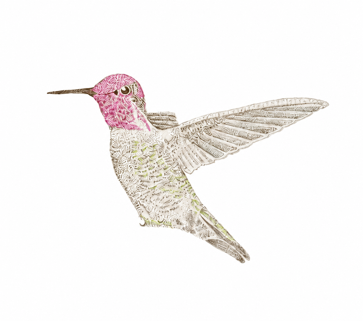 Anna's hummingbird