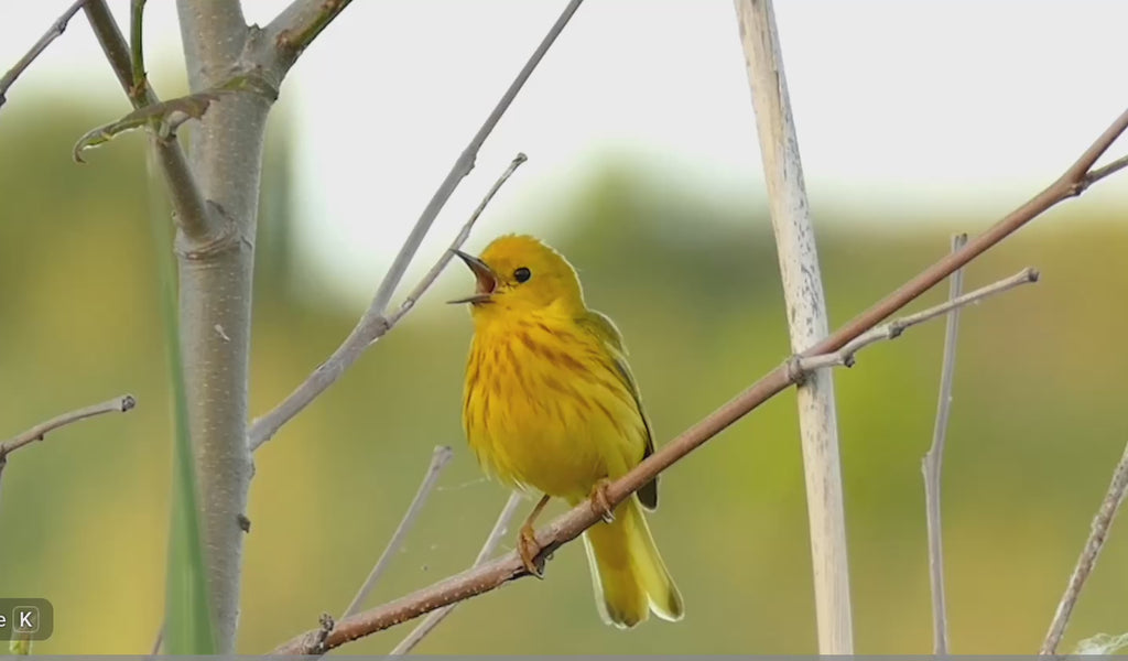 Yellow warbler