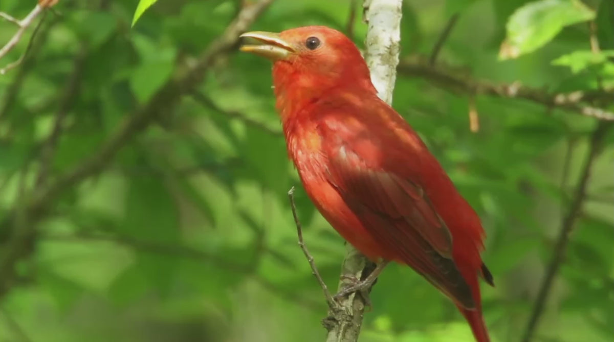 Summer tanager
