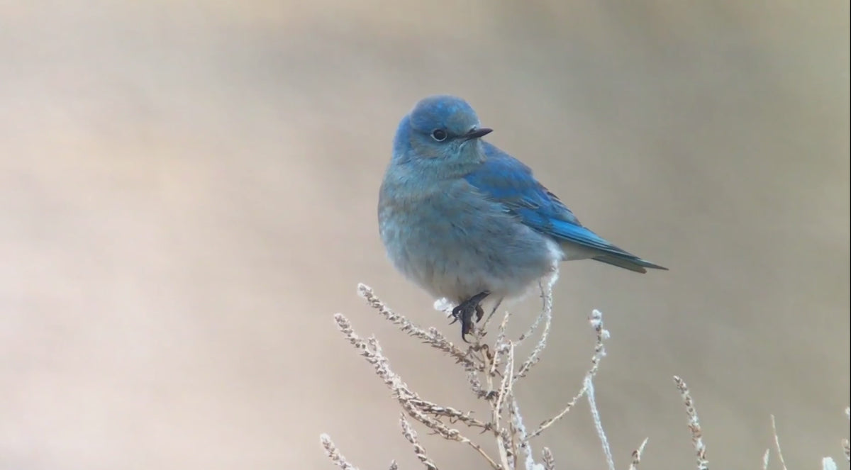 Mountain bluebird
