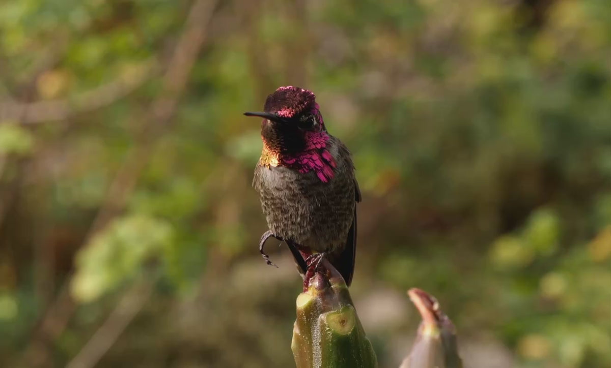 Anna's hummingbird
