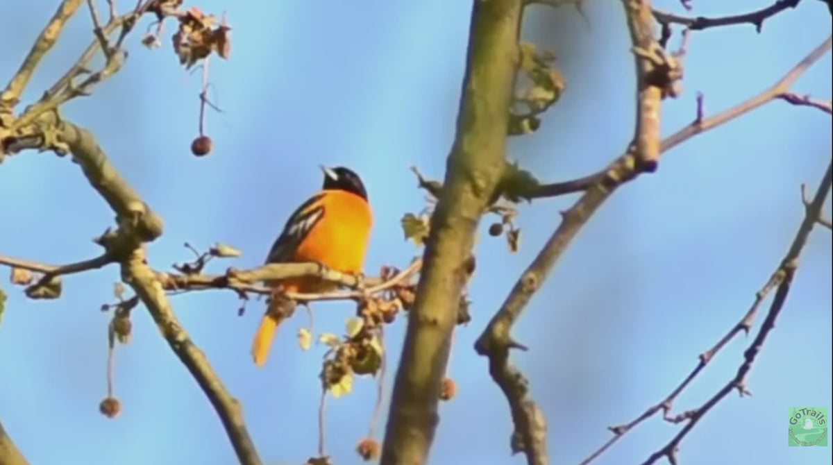 Baltimore oriole