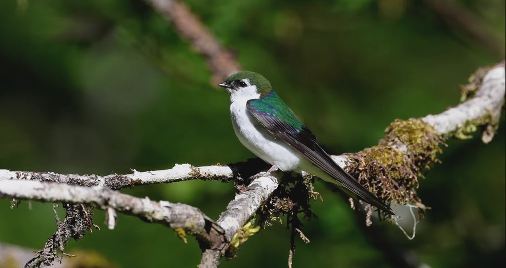 Violet green swallow