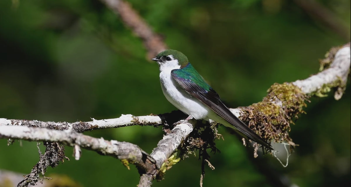 Violet green swallow